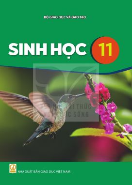 Sinh học 11 - Kết nối sgk
